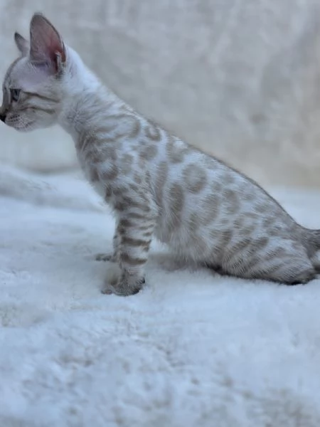 cucciolo gatto bengala | Foto 6