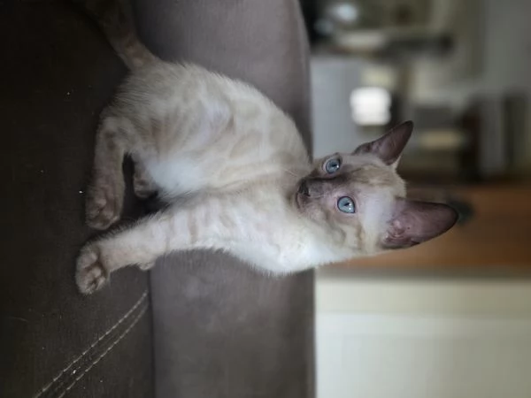 cucciolo gatto bengala | Foto 3
