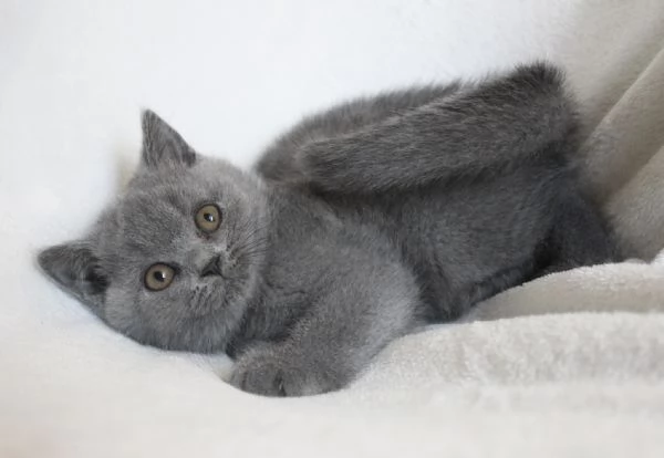 Due cucciole british shorthair