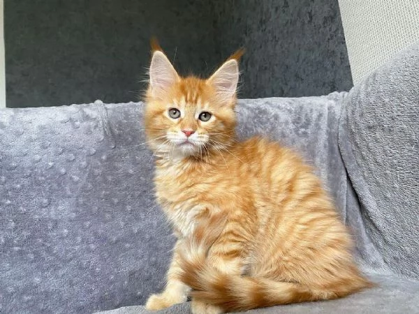 Cuccioli Maine Coon maschi e femmine | Foto 0
