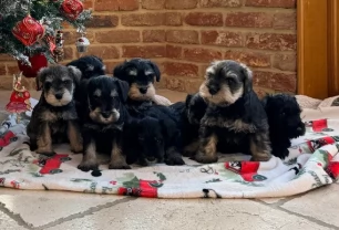 Cuccioli di Schnauzer Nano