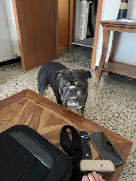 bulldog inglese senza pedigree