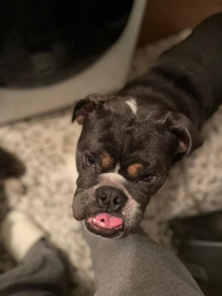 bulldog inglese senza pedigree | Foto 1