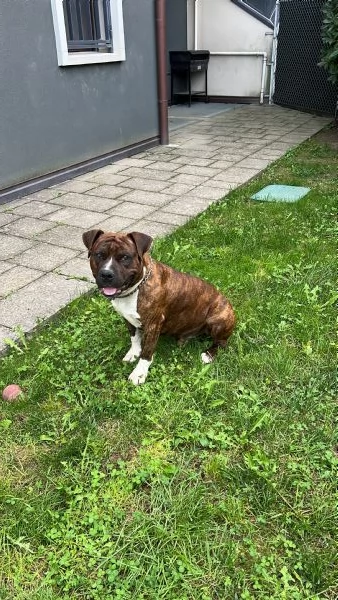 Cane Amstaff adozione | Foto 3