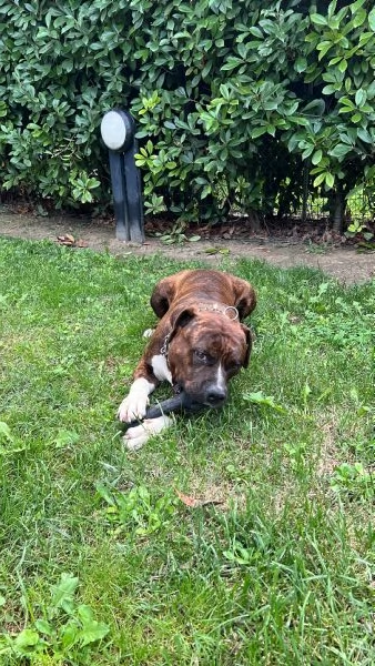 Cane Amstaff adozione | Foto 2