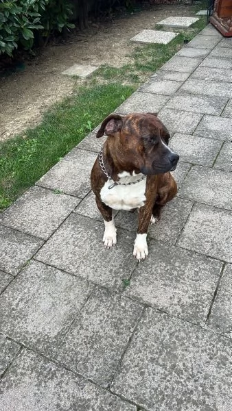 Cane Amstaff adozione | Foto 1