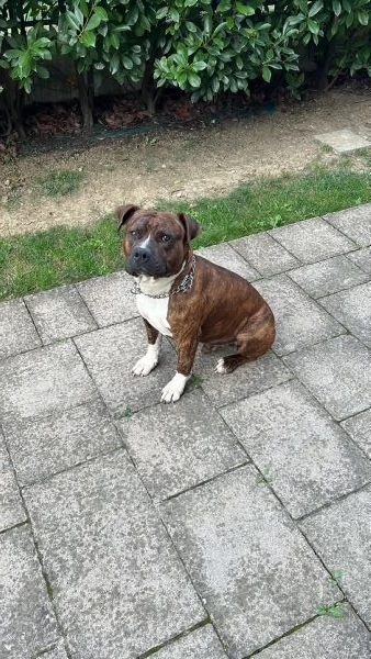 Cane Amstaff adozione
