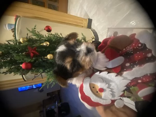 Vendo cuccioli di Biewer Terrier