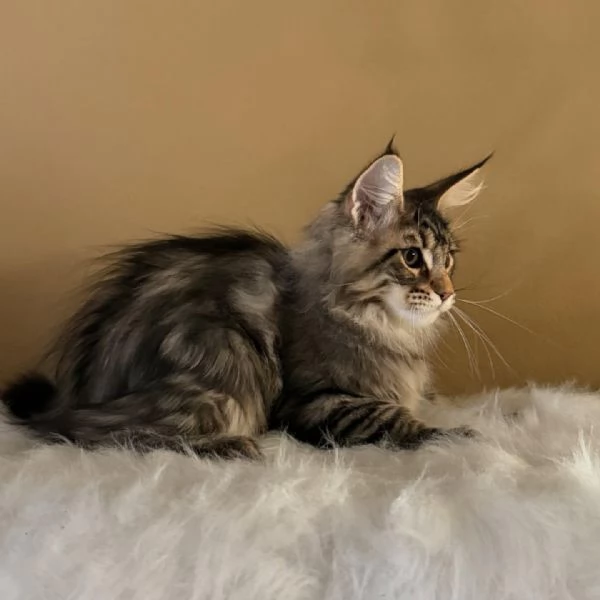 Maine coon cuccioli