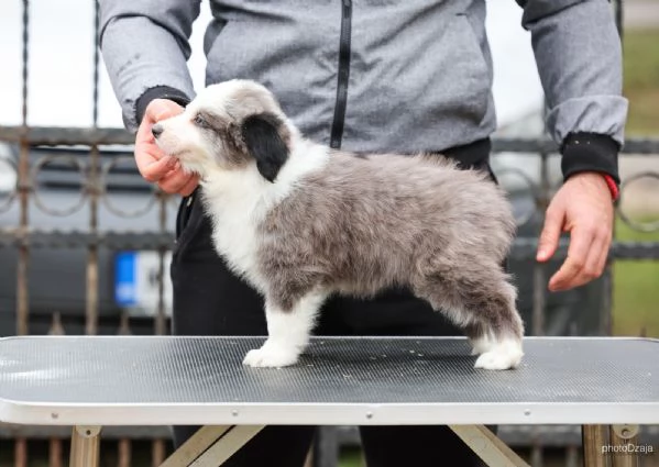 Border Collie – cuccioli | Foto 3