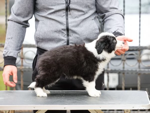Border Collie – cuccioli | Foto 0