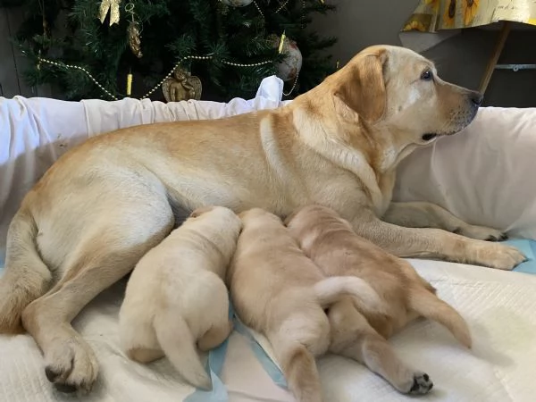 Cuccioli di Labrador Retriever 