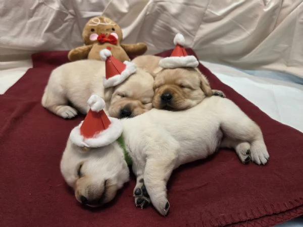 Cuccioli di Labrador Retriever  | Foto 6