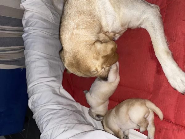 Cuccioli di Labrador Retriever  | Foto 4
