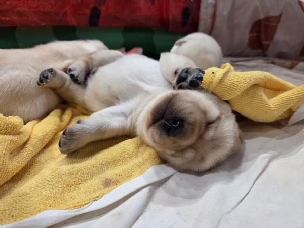 Cuccioli di Labrador Retriever  | Foto 1