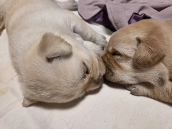 Cuccioli di Labrador Retriever  | Foto 0