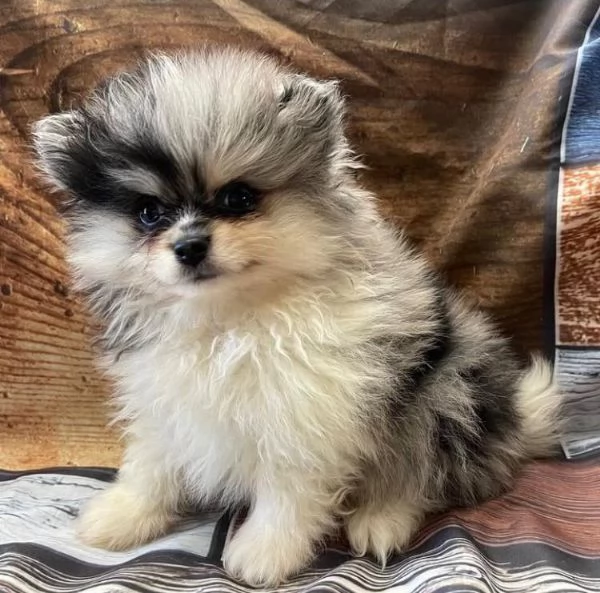Bellissimo cucciolo di Pomerania maschio e femmina di 13 settimane pronto per partire | Foto 2