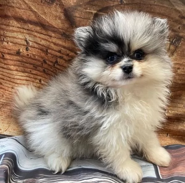 Bellissimo cucciolo di Pomerania maschio e femmina di 13 settimane pronto per partire | Foto 1