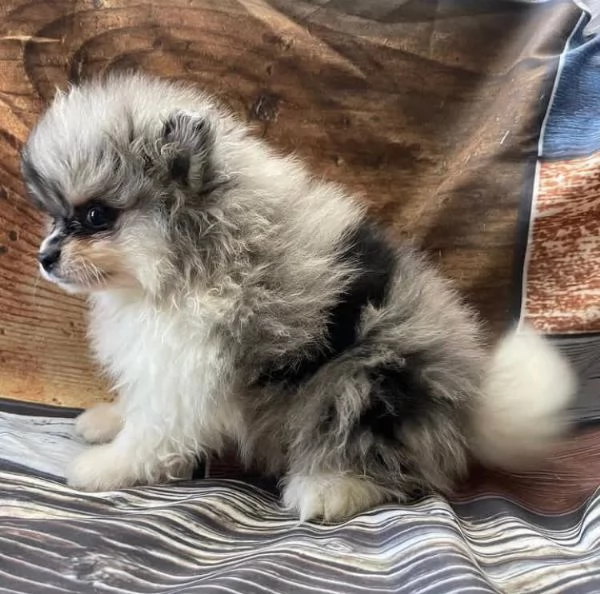 Bellissimo cucciolo di Pomerania maschio e femmina di 13 settimane pronto per partire