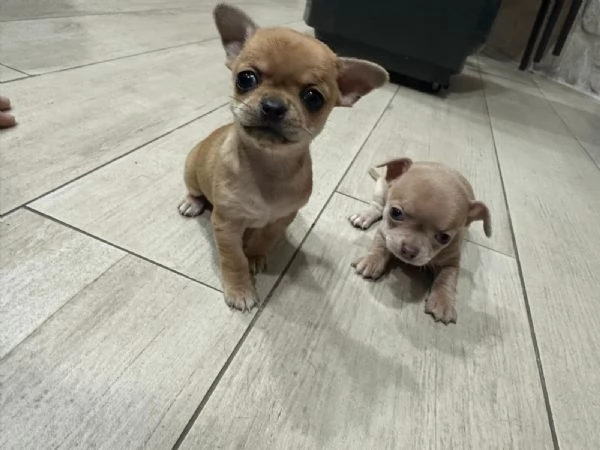 Cuccioli chiuhahua