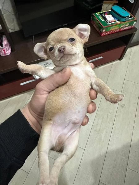 Cuccioli chiuhahua | Foto 1