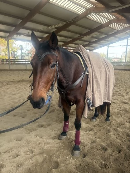 Bellissimo cavallo | Foto 4