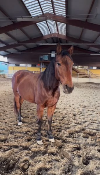 Bellissimo cavallo | Foto 3