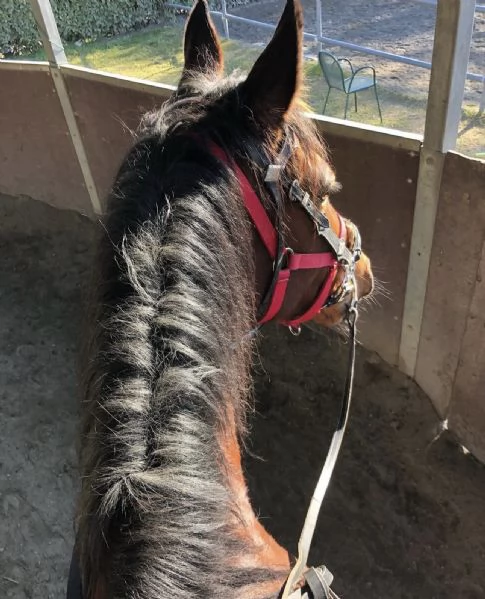 Bellissimo cavallo | Foto 1