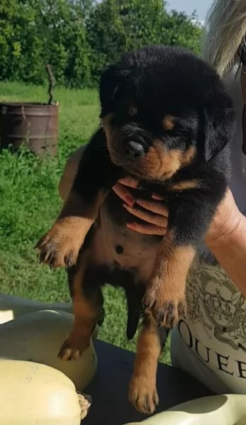 Cuccioli di Rottweiler alta genealogia  | Foto 5