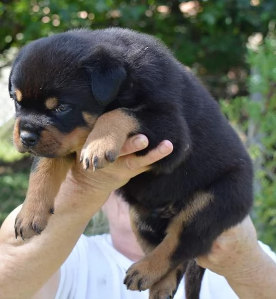 Cuccioli di Rottweiler alta genealogia  | Foto 4
