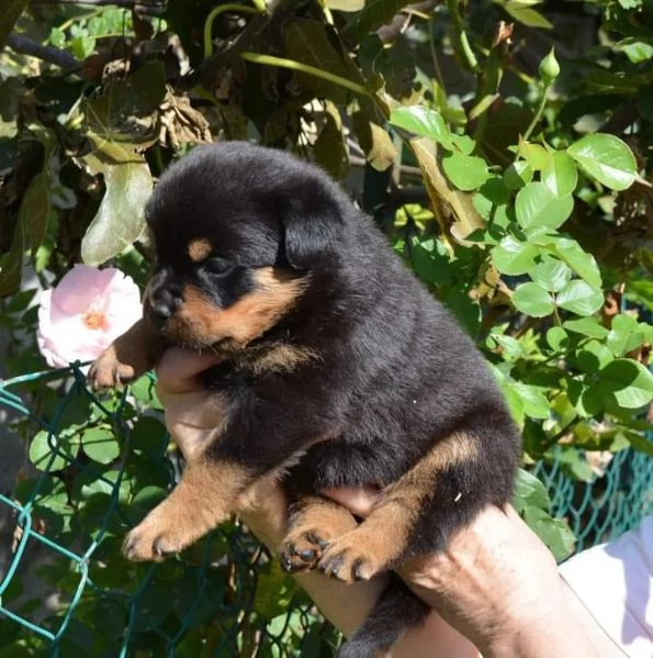 Cuccioli di Rottweiler alta genealogia  | Foto 1