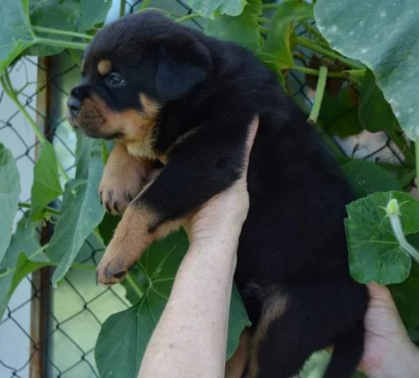 Cuccioli di Rottweiler alta genealogia  | Foto 0