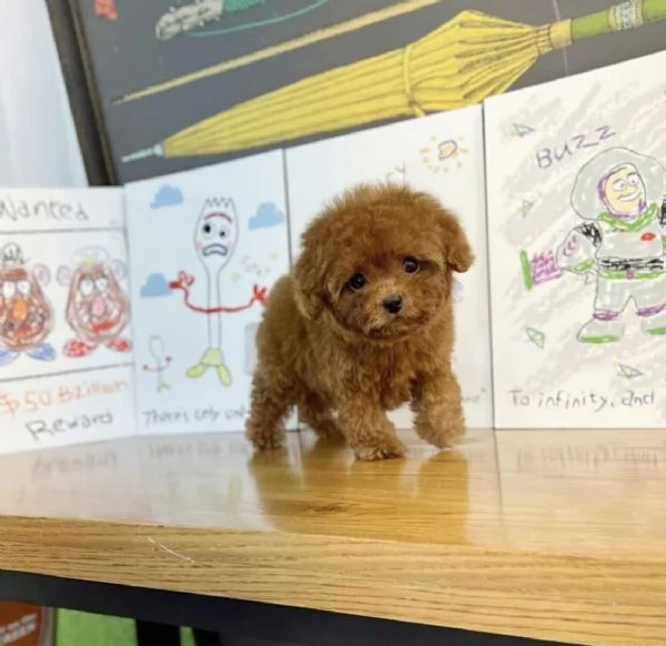 Cuccioli di Barboncini toy