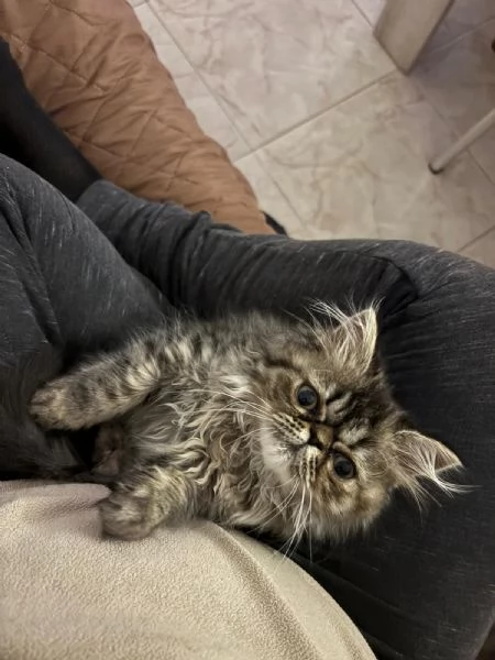 Gattina Persiana Blue Point | Foto 0