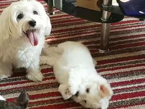 Cuccioli di Maltese Mini pronti per l'adozione.