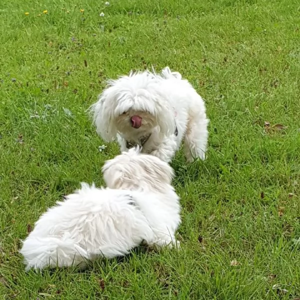 Cuccioli di Maltese Mini pronti per l'adozione. | Foto 3