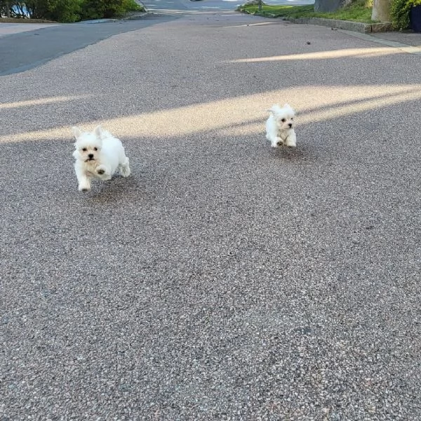 Cuccioli di Maltese Mini pronti per l'adozione. | Foto 2