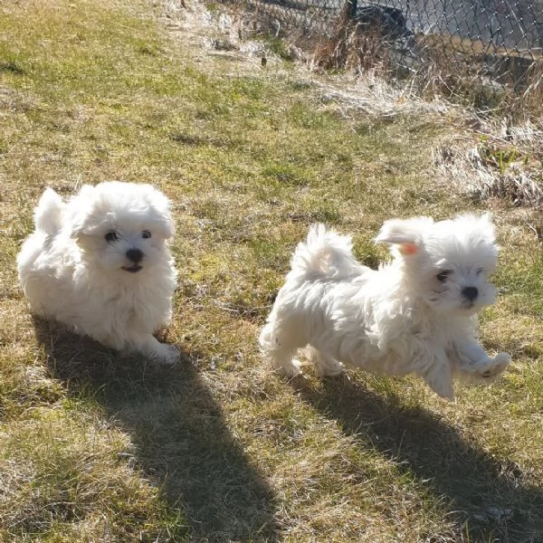 Cuccioli di Maltese Mini pronti per l'adozione. | Foto 1