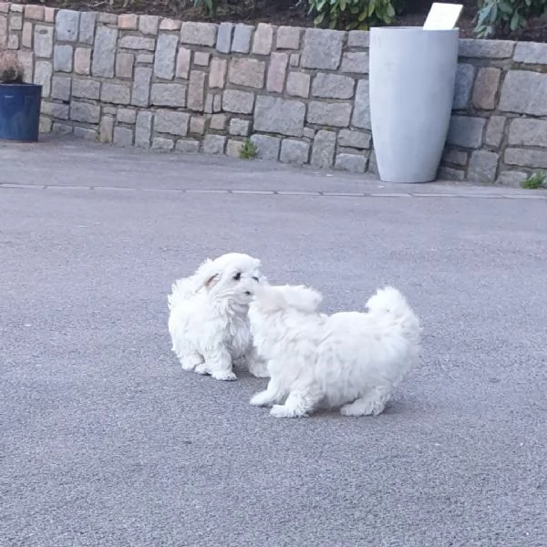 Cuccioli di Maltese Mini pronti per l'adozione. | Foto 0