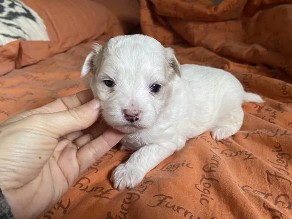 Cucciolo maltipoo