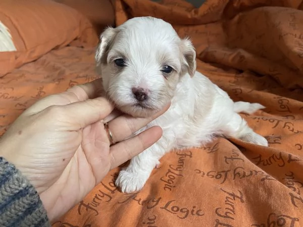 Cucciolo maltipoo | Foto 3
