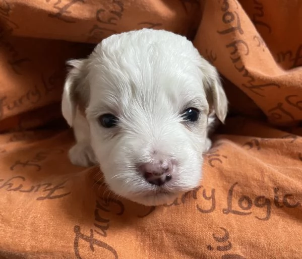 Cucciolo maltipoo | Foto 2
