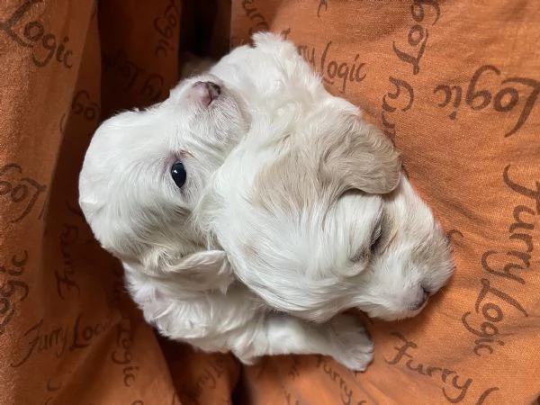 Cucciolo maltipoo | Foto 0