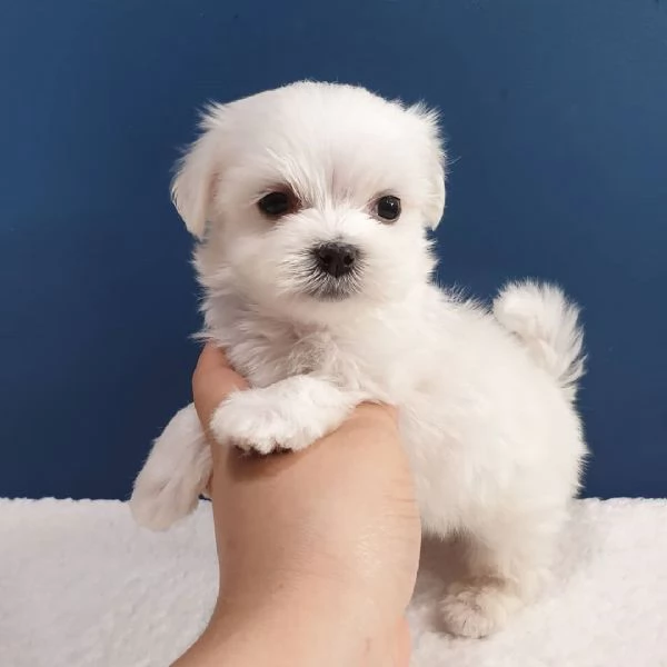 Disponibili adorabili cuccioli di maltese
