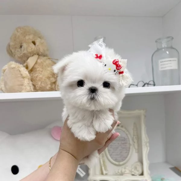 Disponibili adorabili cuccioli di maltese | Foto 0