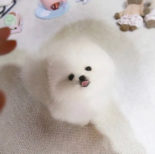 Cucciolo di Pomerania Toy con la faccia di pelliccia in adozione | Foto 0