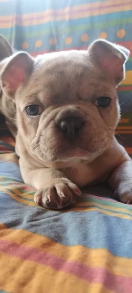 Bulldog Francese Blue merle
