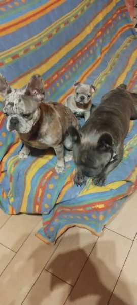 Bulldog Francese Blue merle | Foto 0