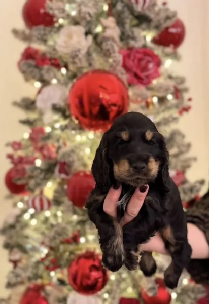 Cocker spaniel inglese