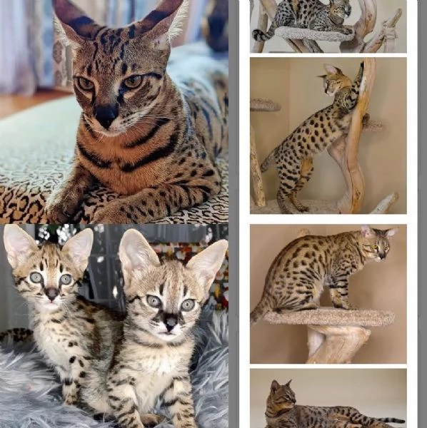 *Cuccioli esotici Savannah F1 in vendita!* | Foto 0